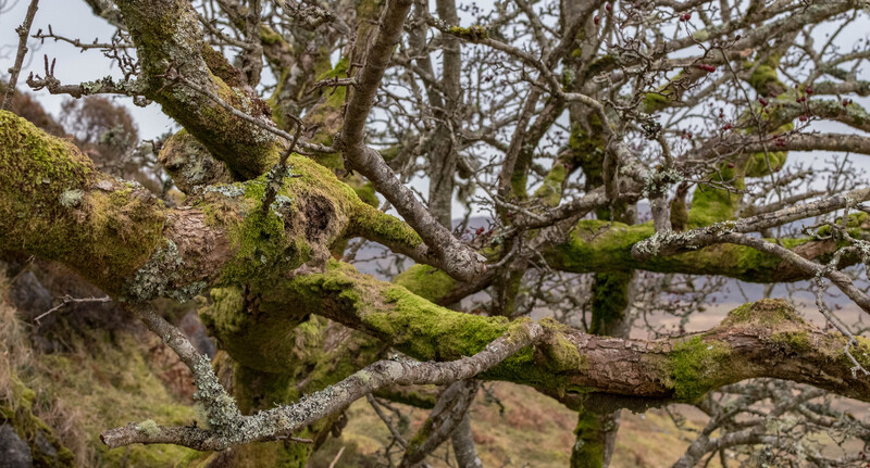 Ancient hawthorn, Isle of Skye
