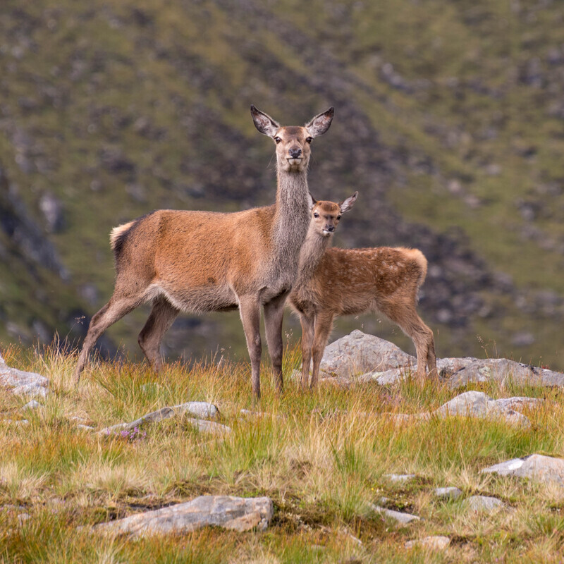 Deer and her calf on the summit plateau of Meallan Odhar