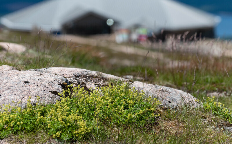 Alpine Lady's Mantle on Cairngorm