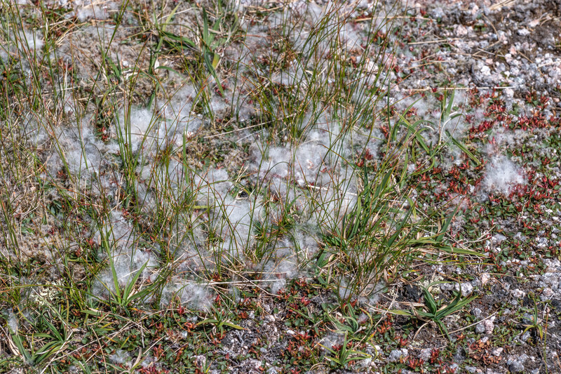 Downy Willown seeds on Cairngorm