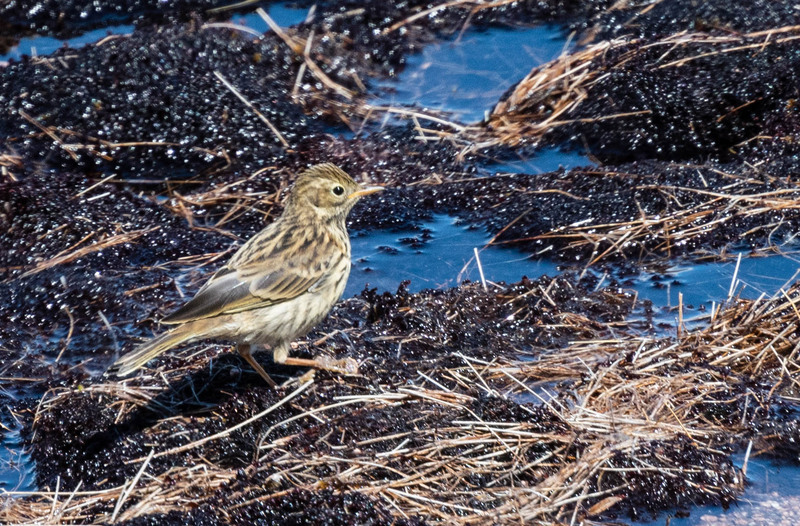 Meadow Pipit at Marquis' Well, Cairngorm