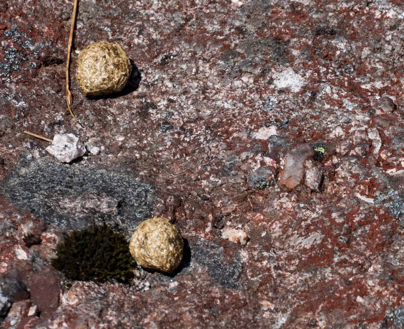 Mountain Hare pellets on Cairngorm