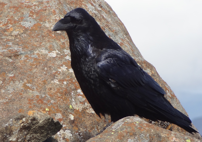 Raven on Blaven