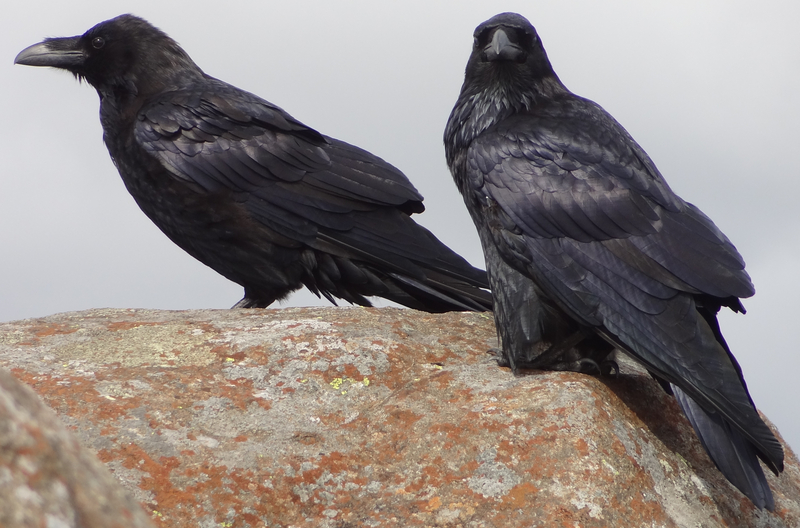 Ravens on Blaven