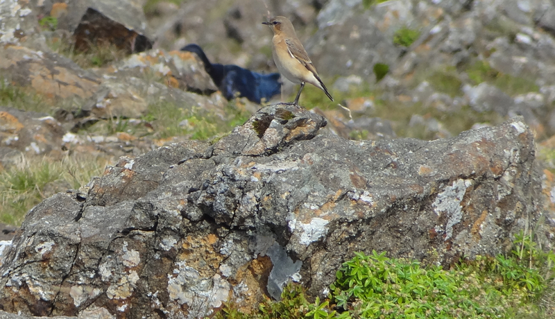 Wheatear on Blaven